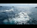 ホエールウォッチング沖縄・ザトウクジラ