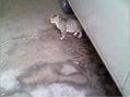 車庫の車の下からノラ猫さん。