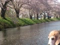 福岡堰の桜吹雪
